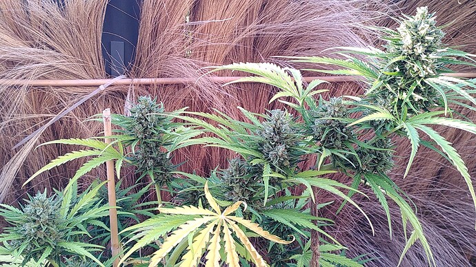 Growreport Bild 9