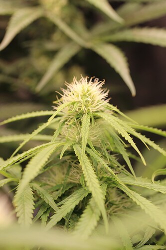 Growreport Bild 4