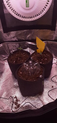 Growreport Bild 95