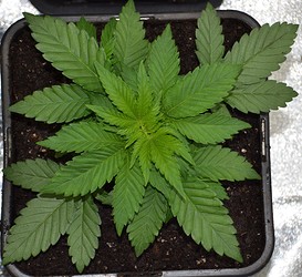 Growreport Bild 4