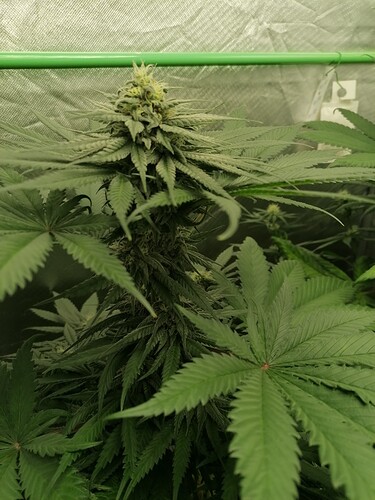 Growreport Bild 10