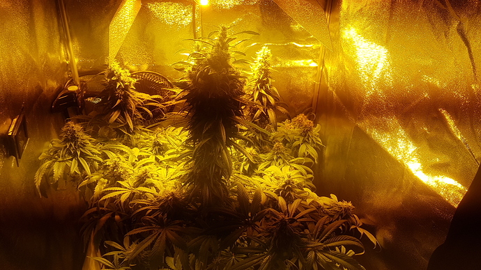Growreport Bild 7