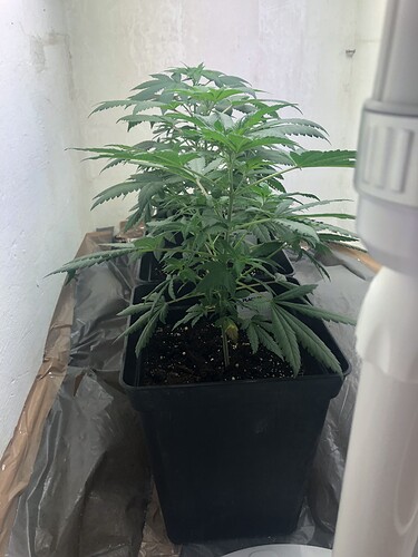 Growreport Bild 8