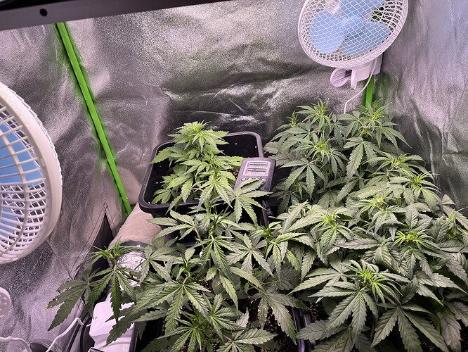 Growreport Bild 1