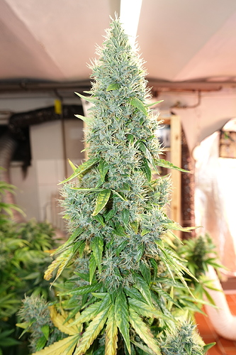 Growreport Bild 27
