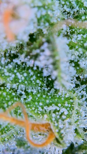 Growreport Bild 43