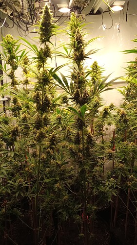 Growreport Bild 12
