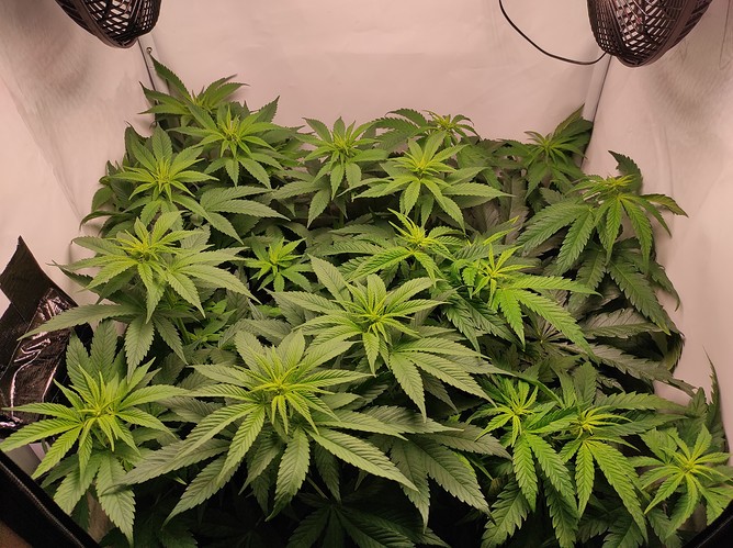 Growreport Bild 6