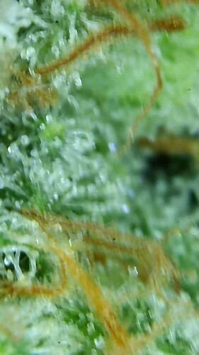 Growreport Bild 69