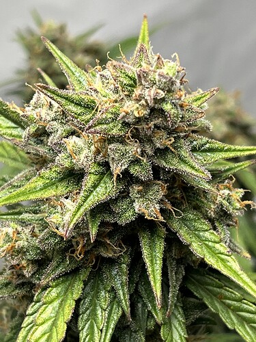 Growreport Bild 4