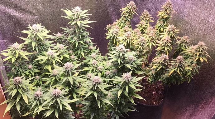 Growreport Bild 1