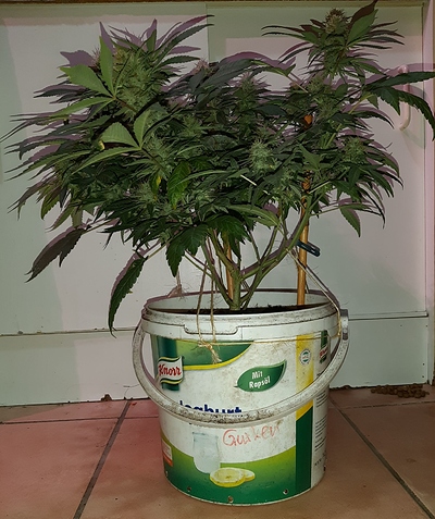 Growreport Bild 7