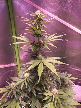 Growreport Bild 6