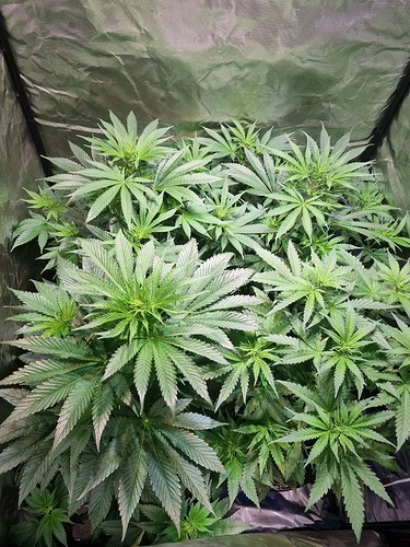 Growreport Bild 23