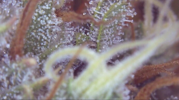 Growreport Bild 11