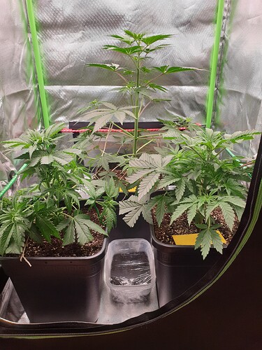 Growreport Bild 5