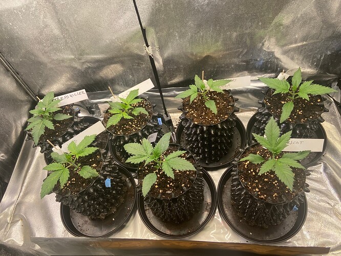 Growreport Bild 7