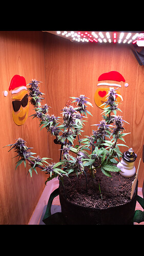 Growreport Bild 4