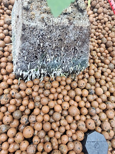 Growreport Bild 16