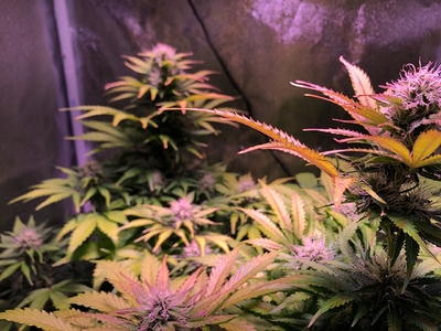 Growreport Bild 2
