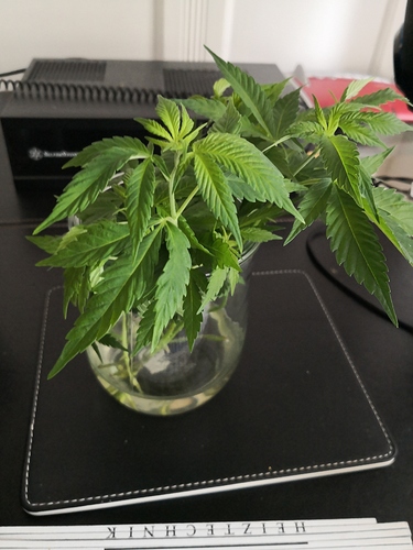 Growreport Bild 4