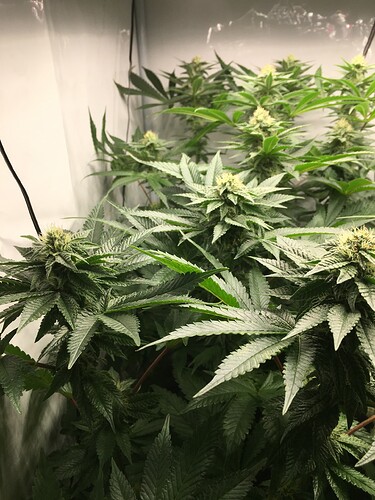 Growreport Bild 5