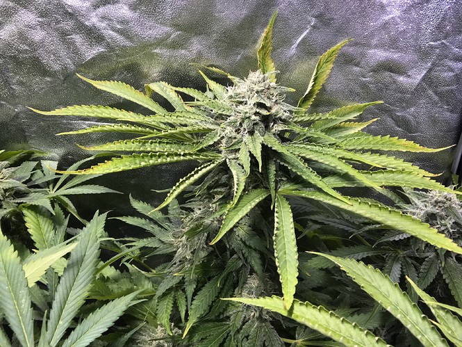 Growreport Bild 7