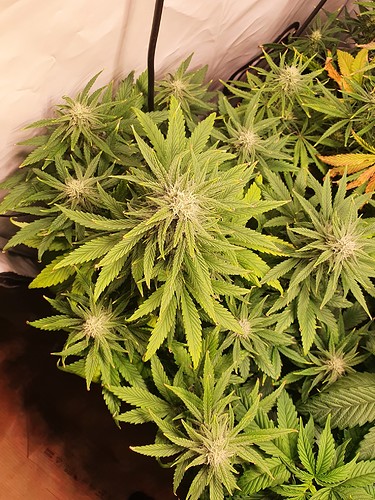 Growreport Bild 5