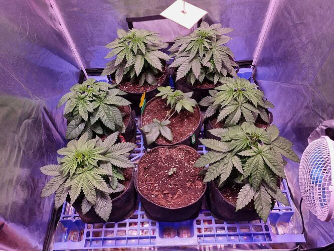 Growreport Bild 27