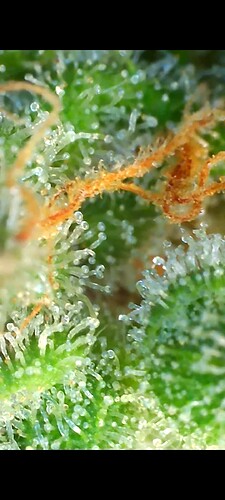 Growreport Bild 25