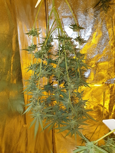 Growreport Bild 37