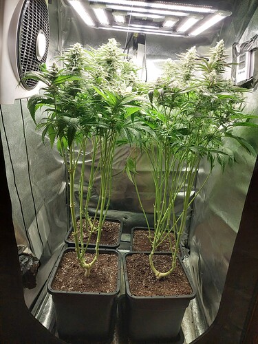 Growreport Bild 2