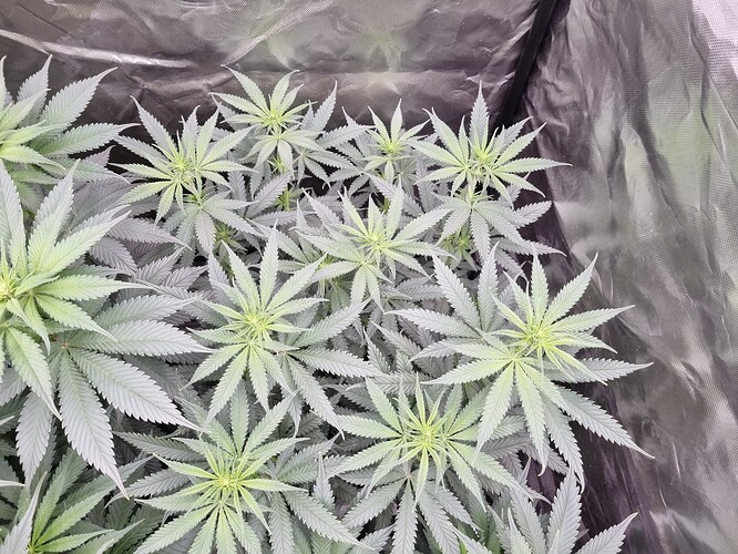 Growreport Bild 20
