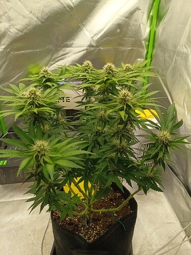 Growreport Bild 10