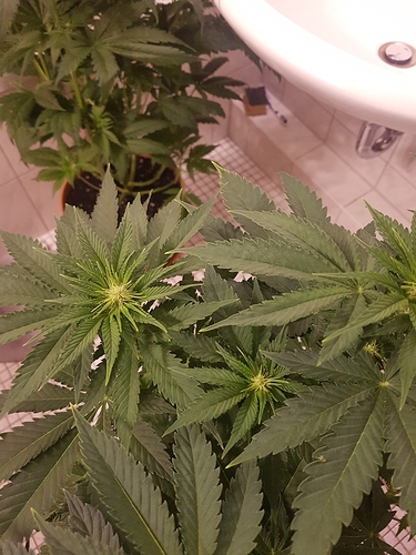 Growreport Bild 2