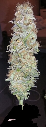 Growreport Bild 8