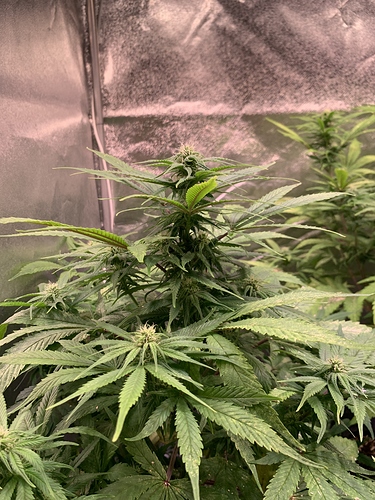 Growreport Bild 2
