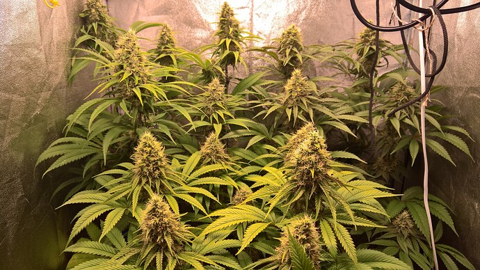 Growreport Bild 3