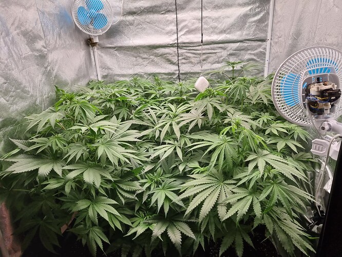 Growreport Bild 46