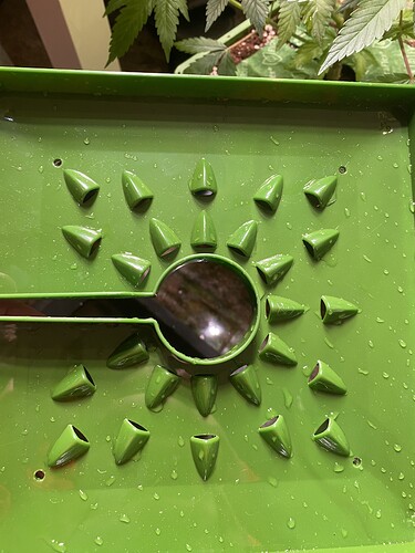 Growreport Bild 3