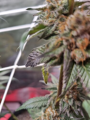 Growreport Bild 21