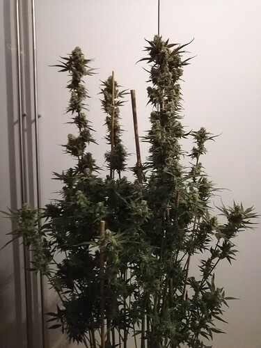 GG#2_240108-1
