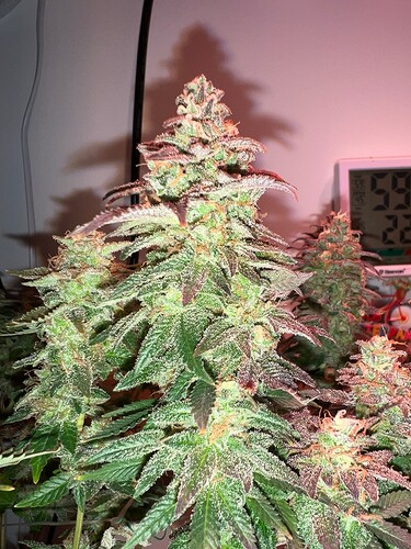 Growreport Bild 3