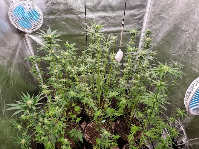 Growreport Bild 29