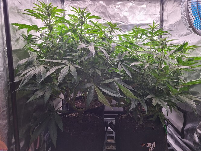 Growreport Bild 59