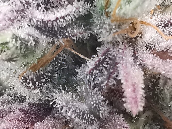 Growreport Bild 51