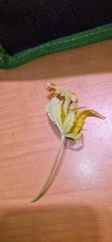 Growreport Bild 5