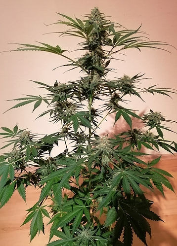 Growreport Bild 1