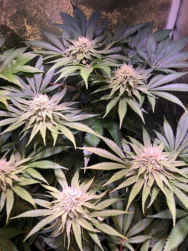 Growreport Bild 37