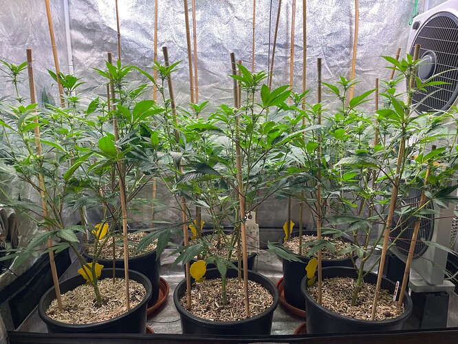 Growreport Bild 2